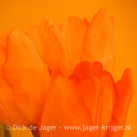 lente, tulpen, oranje